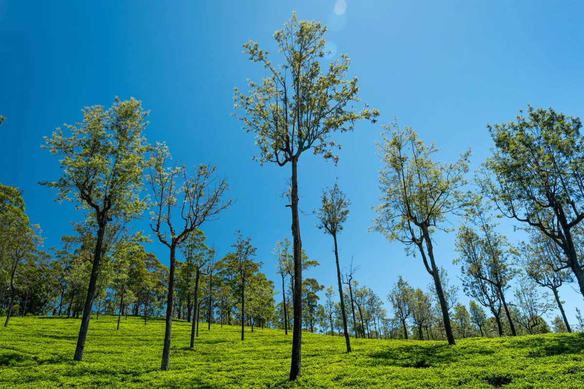 Teepflanzen und hohe Bäume unter blauem Himmel in Sri Lanka