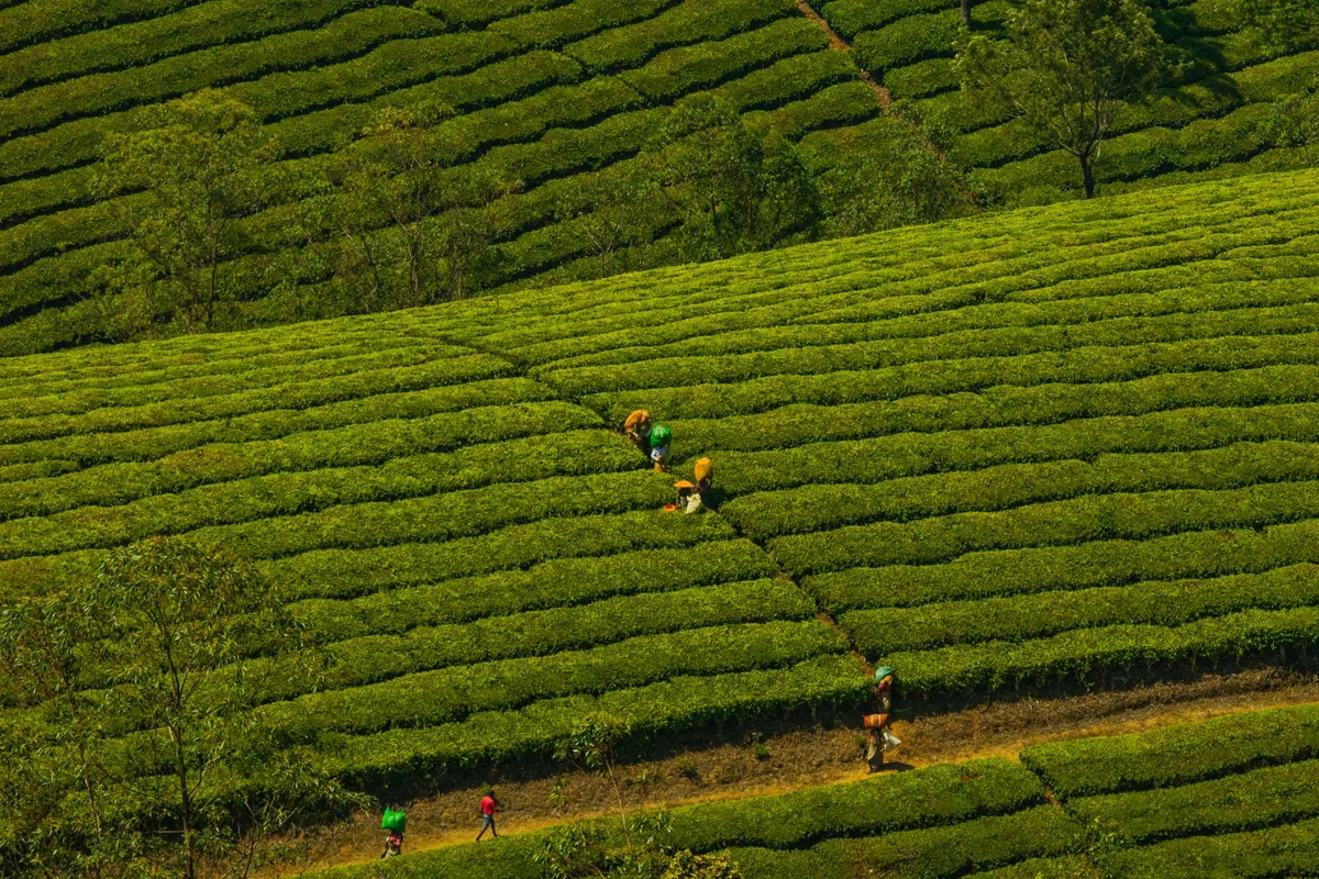 People working between rows of tea bushes