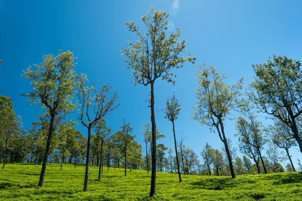 Teepflanzen und hohe Bäume unter blauem Himmel in Sri Lanka